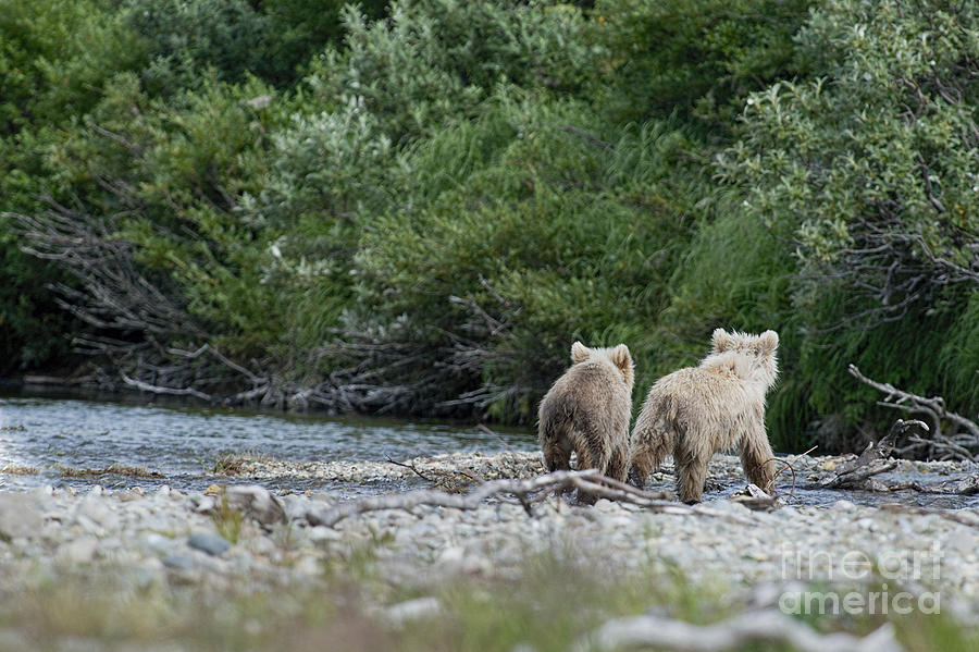 Two brown bear cubs walking away Photograph by Dan Friend