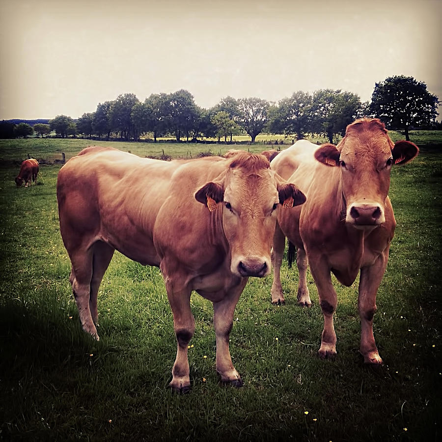 Two Brown Meat Cows Photograph by Salomé Fresco Two Brown Meat Cows Photograph by Salomé Fresco