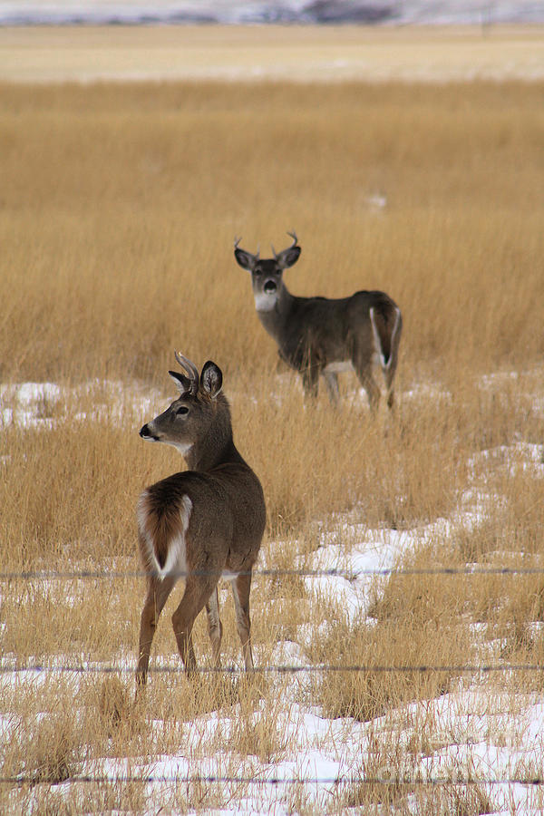 Two Bucks Photograph by Alyce Taylor