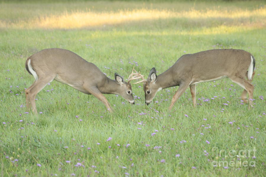 Two Bucks  Photograph by Jim Lepard