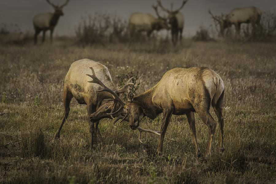 Two Bucks Photograph by Don Hoekwater Photography