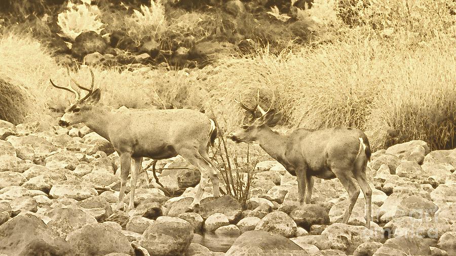 Two Bucks Photograph by Scott Cameron