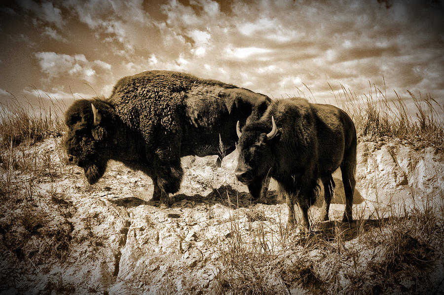 Two Buffalo Photograph by Richard Gehlbach