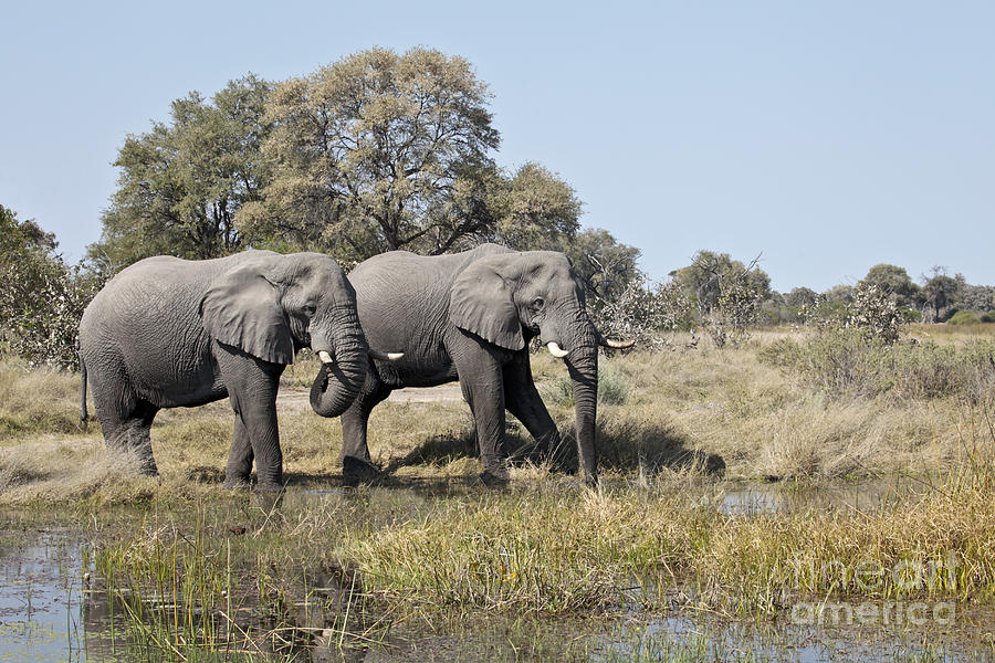 Two bull African Elephants - Okavango Delta Photograph by Liz Leyden