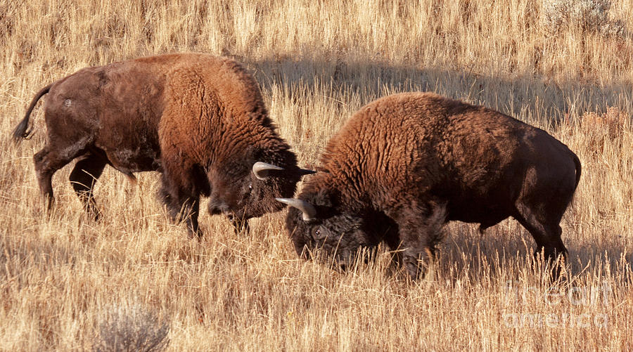 Two Bull Bison Facing Off in Yellowstone National Park Photograph by Fred Stearns