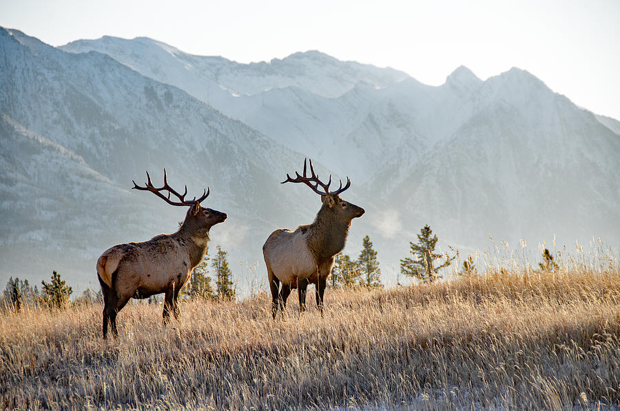 Two bull elk in Banff Photograph by Wwing