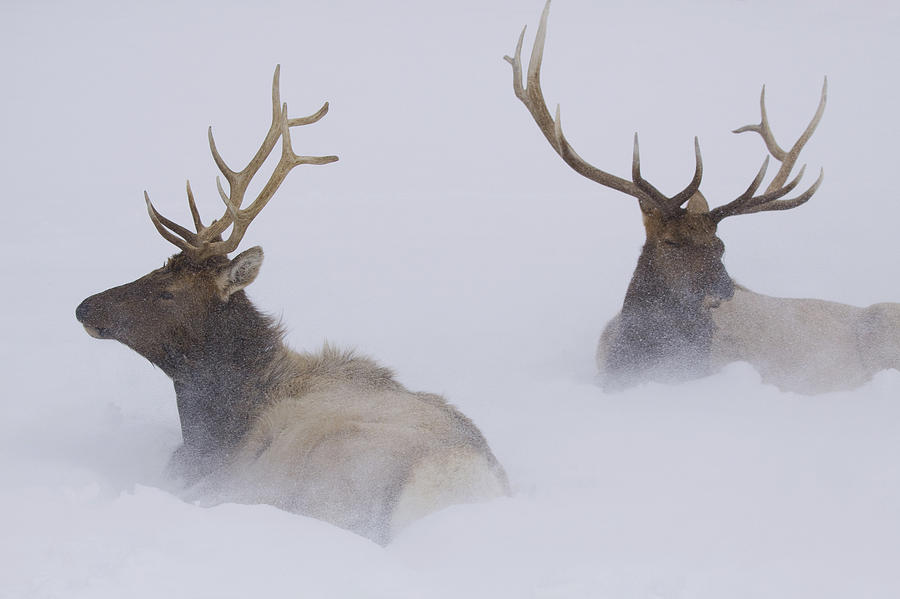 Wildlife Photograph - Two Bull Elk Lying In Deep Snow, Alaska by Doug Lindstrand