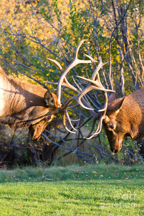 Two Bull Elk Sparring Photograph by James BO Insogna