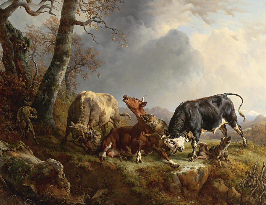 Two bulls defend against a cow attacked by wolves Digital Art by Jacques Raymond Brascassat
