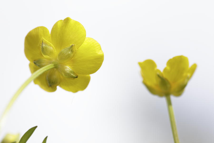 Two buttercup flowers Photograph by Ulrich Kunst And Bettina Scheidulin