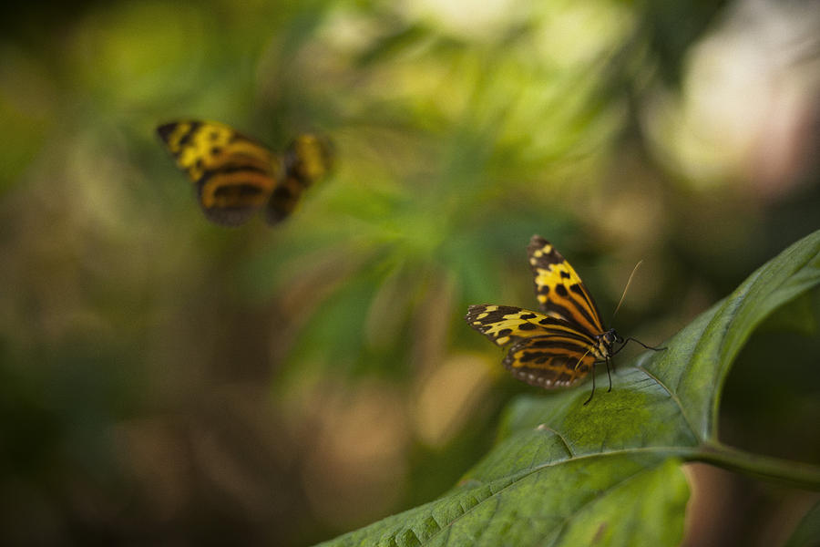 Butterfly Photograph - Two Butterflies by Bradley R Youngberg