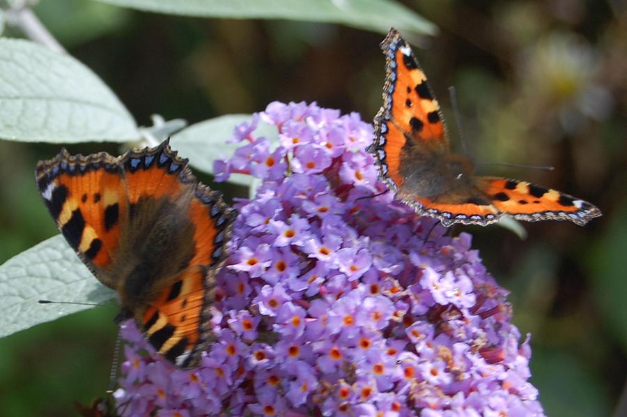 Flower Photograph - Two Butterflies by Geoff Cooper