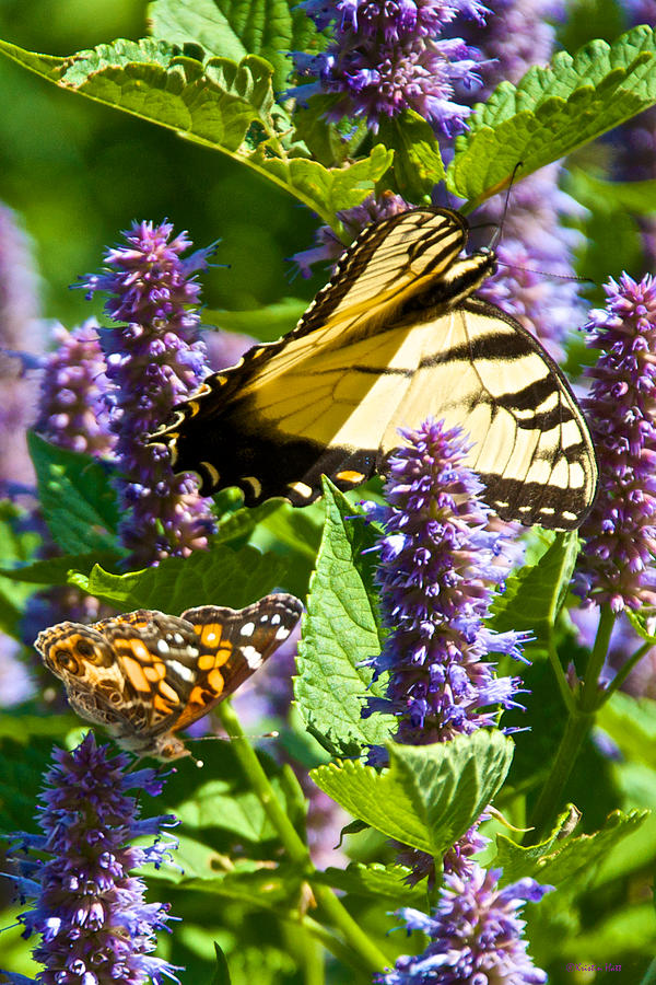 Two Butterflies in the Afternoon Sun Photograph by Kristin Hatt
