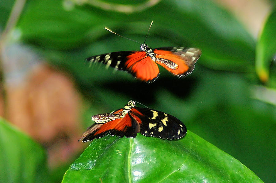 Insects Photograph - Two Butterflies  by Jeff Swan