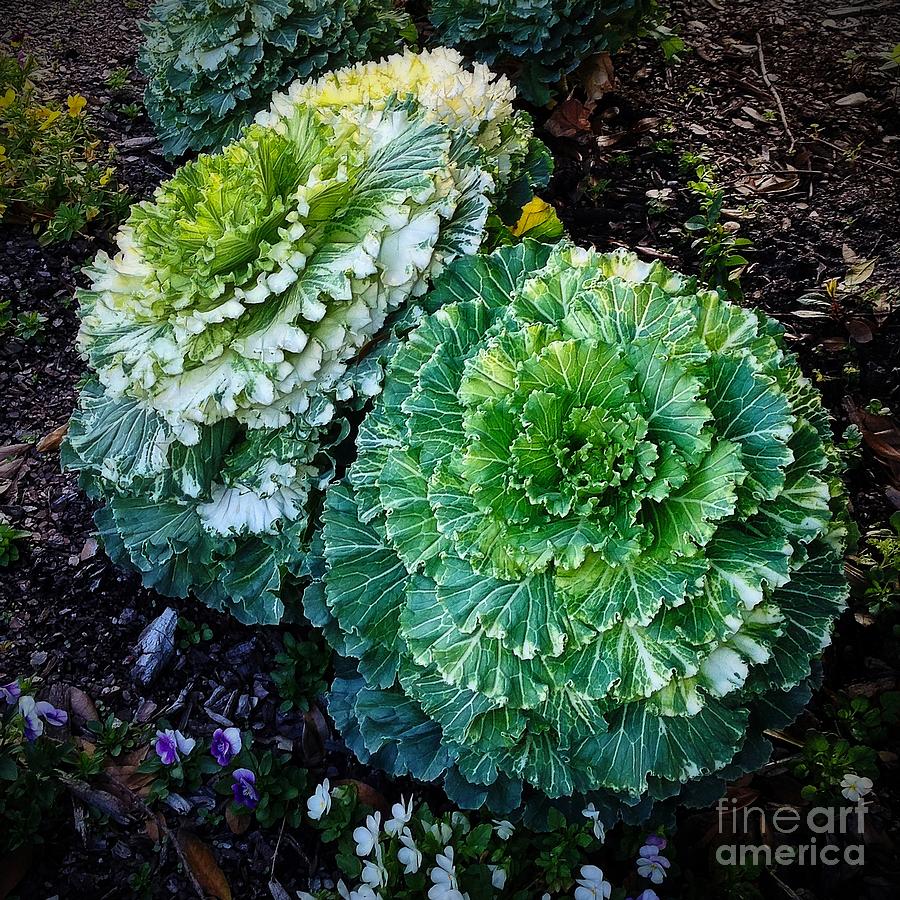 Two Cabbages Photograph by Judi Bagwell