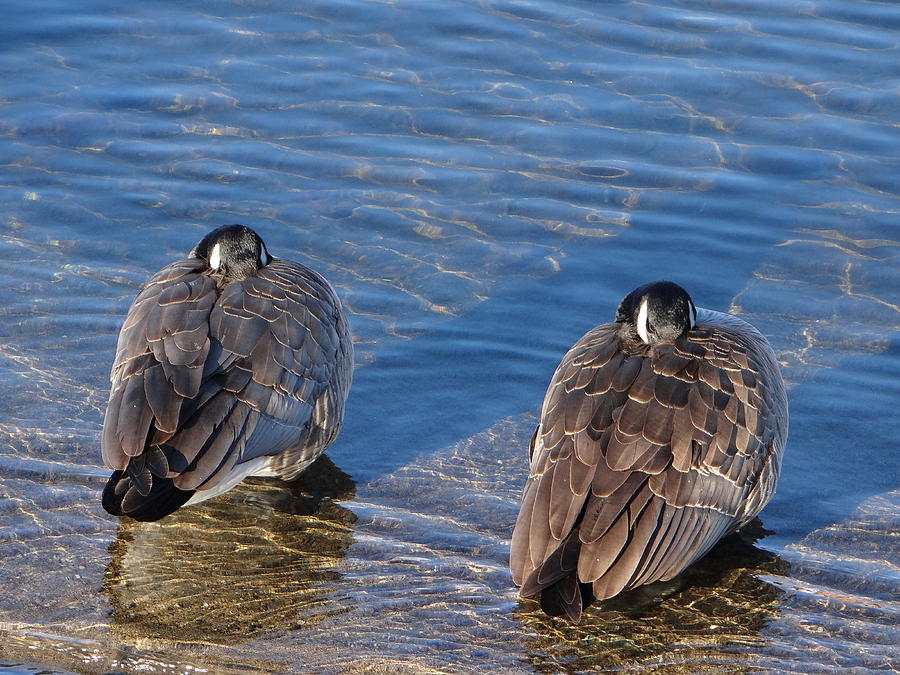 Two Canada Geese Photograph by Edward KENNEY