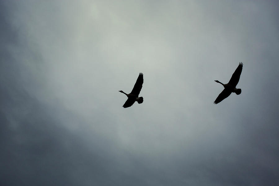 Goose Photograph - Two Canada Geese Fly Over The Lincoln by Todd Korol