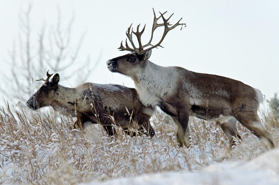 Two Caribou In Snow Photograph by Mark Newman
