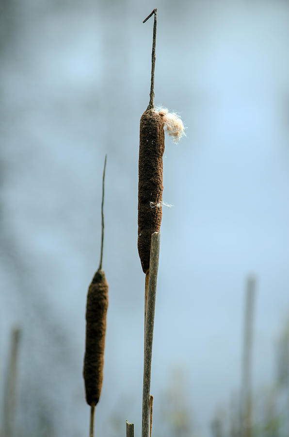 Two Cat Tails Photograph by Tikvahs Hope