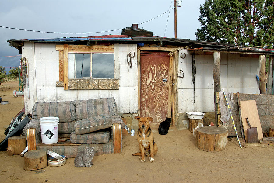 Tool Photograph - Two Cats And A Mixed Breed Dog Wait by Gale Zucker