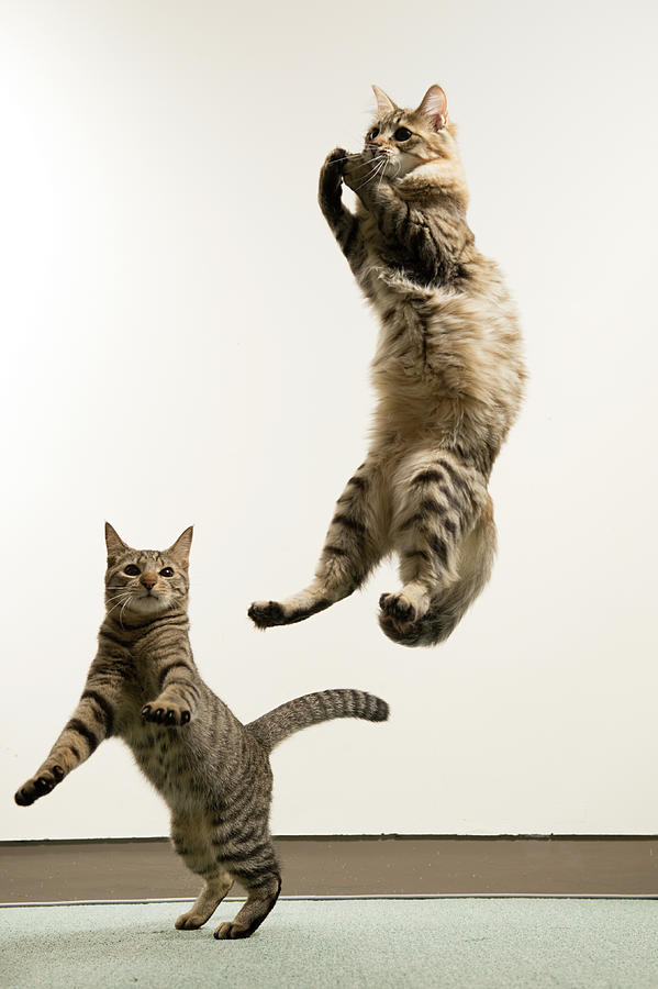 Two Cats Playing Photograph by Akimasa Harada