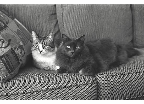 Two cats Watching Photograph by Susan Voidets