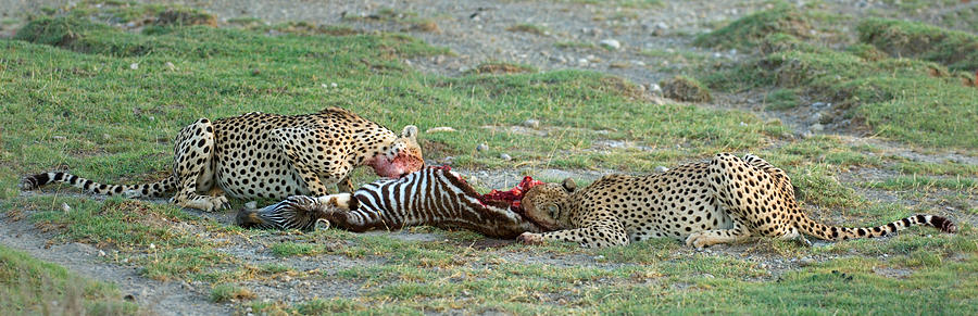 Wildlife Photograph - Two Cheetahs Acinonyx Jubatus Eating by Panoramic Images