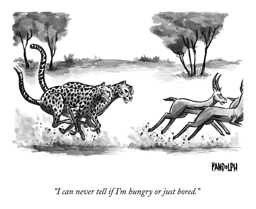 Two Cheetahs Chase Antelopes Drawing by Corey Pandolph
