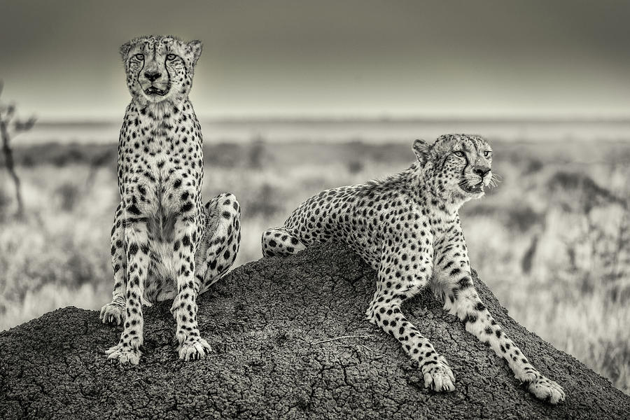 Cheetah Photograph - Two Cheetahs Watching Out by Henrike Scheid
