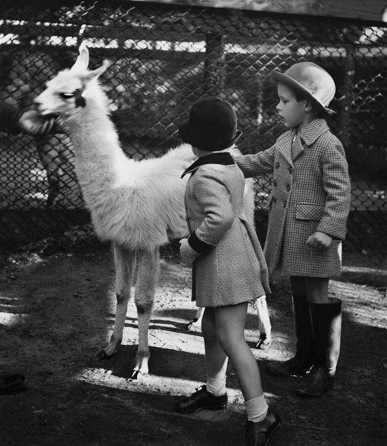 Two Children Patting A Llama Photograph by Remie Lohse