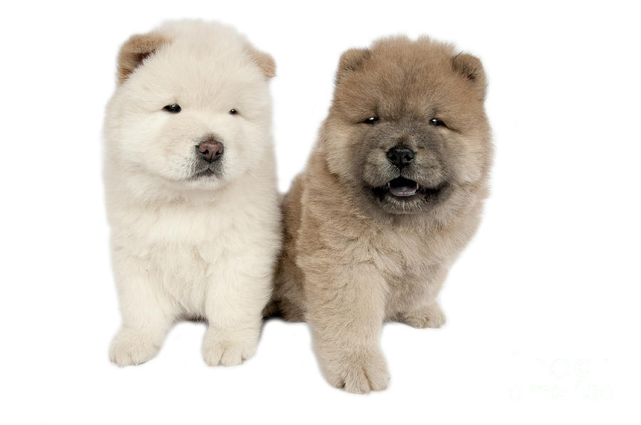 Two Chow-chow puppies . Photograph by Borislav Stefanov