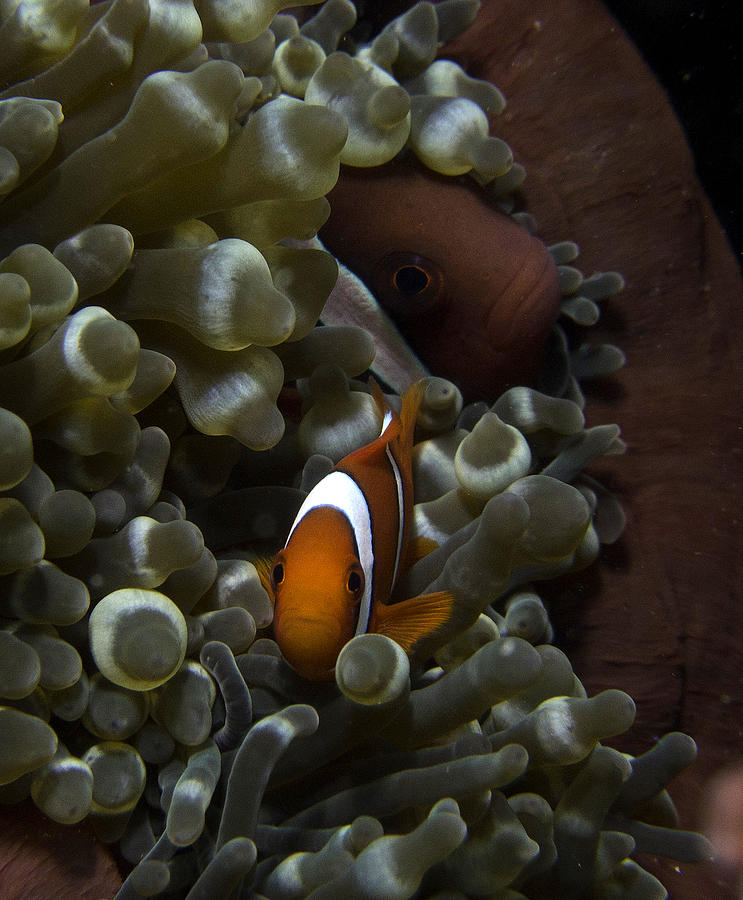 Two Clarks Anemone fish peeking out from their anemone home. Photograph by Gary Hughes