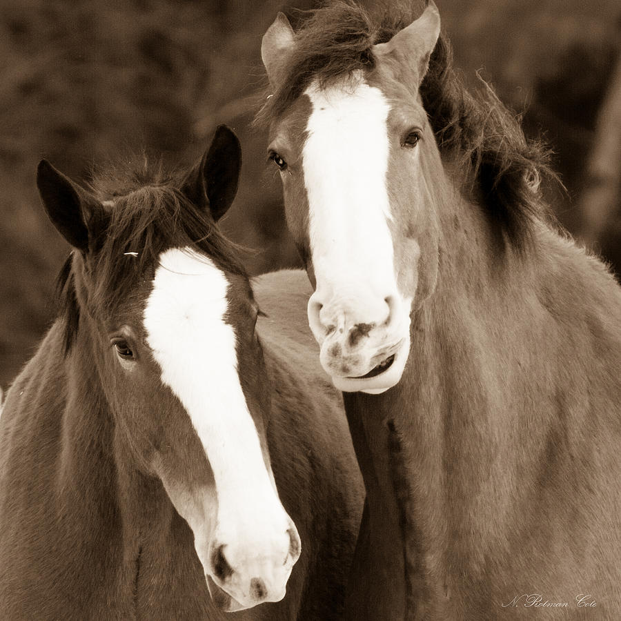 Two Clydesdale Buddies Photograph by Natalie Rotman Cote