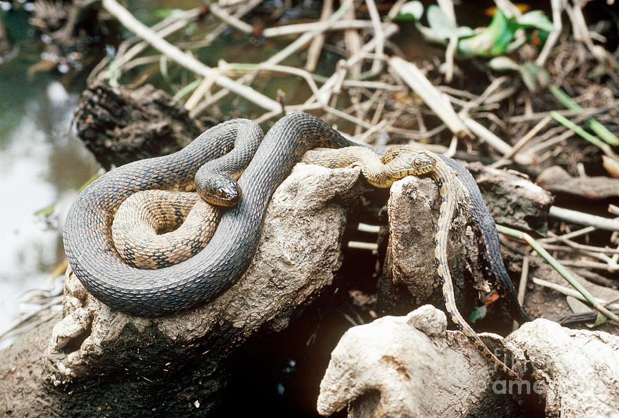 Two Color Morphs Of Northern Water Snake Photograph by Gregory G. Dimijian, M.D.