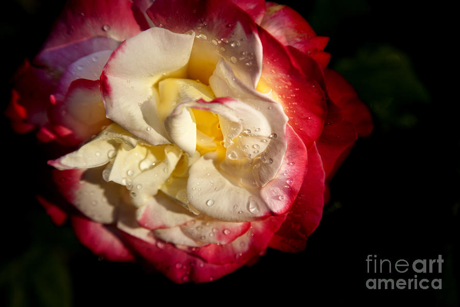 Two Color Rose Photograph by David Millenheft
