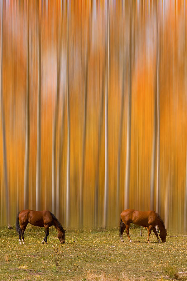 Two Colorado High Country Mystic Autumn Horses Photograph