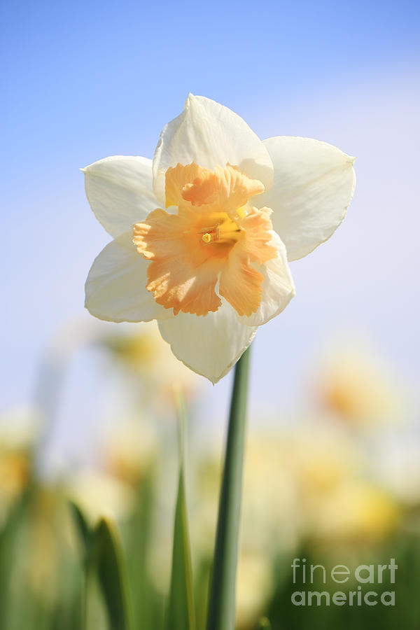 Flowers Still Life Photograph - Two colored Daffodil by LHJB Photography