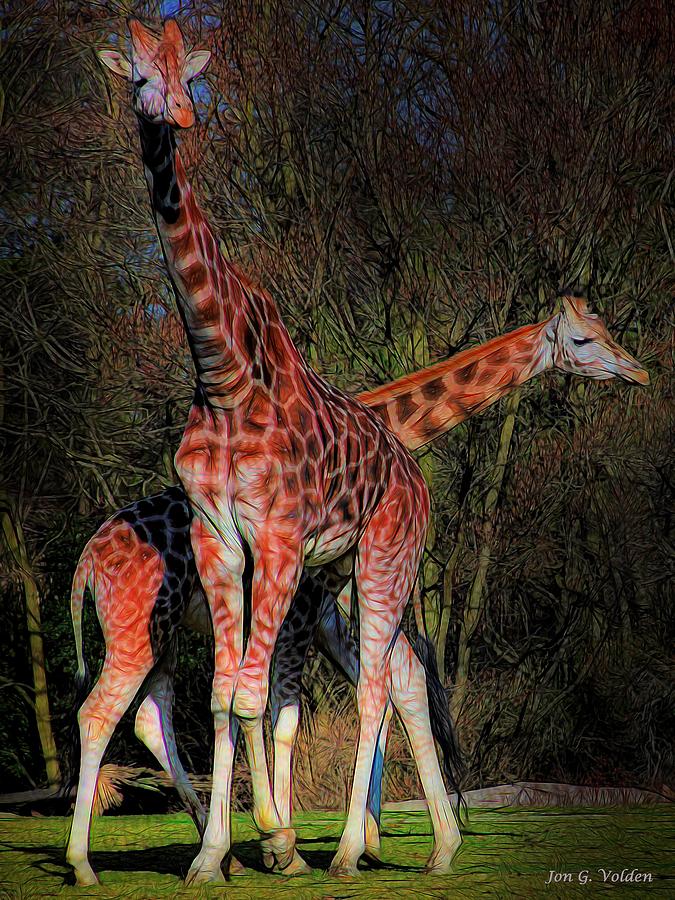 Two Colorful Giraffes  Painting by Jon Volden
