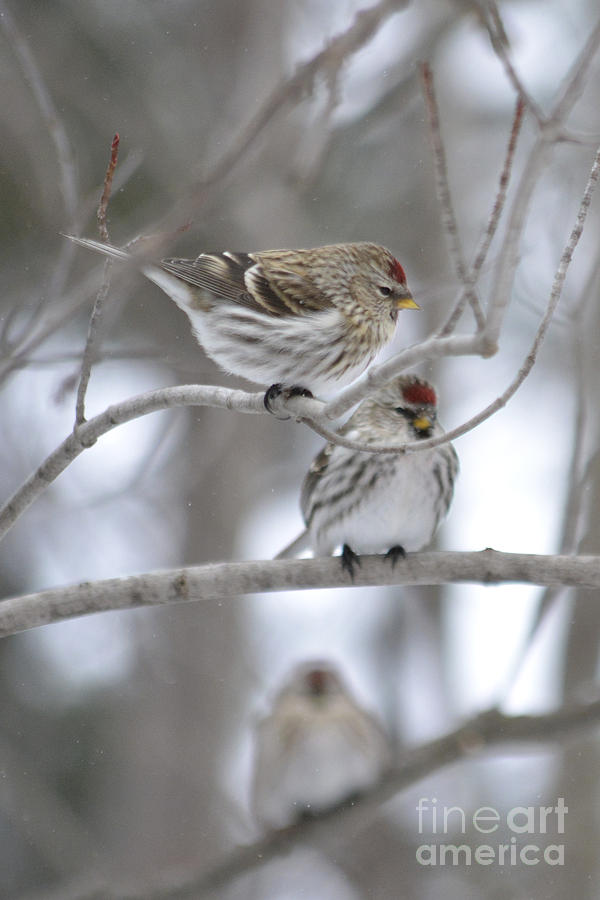 Two Common Redpolls Photograph by Forest Floor Photography