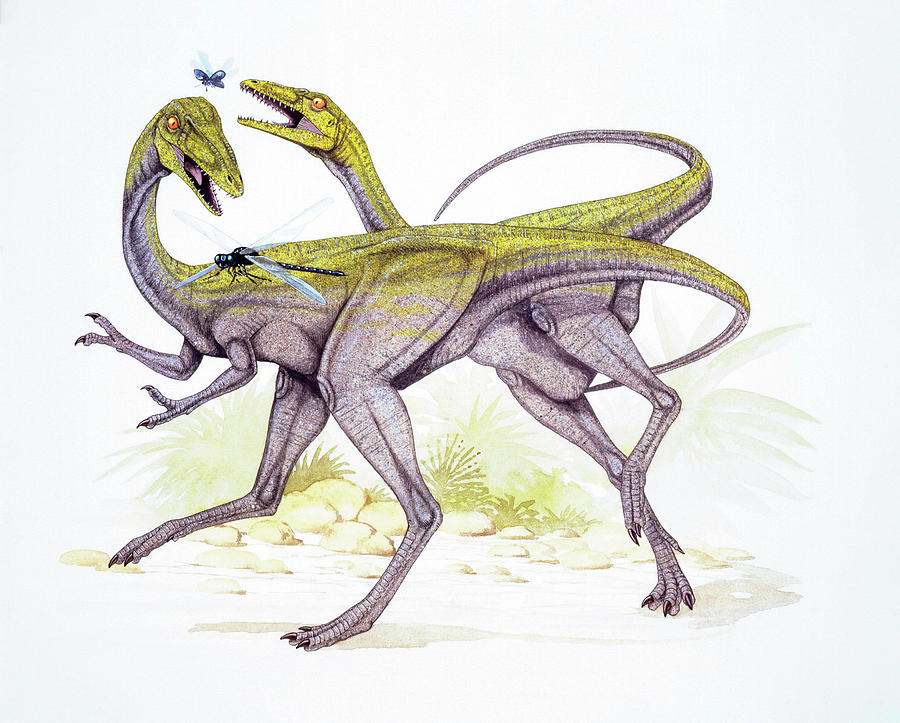 accurate compsognathus