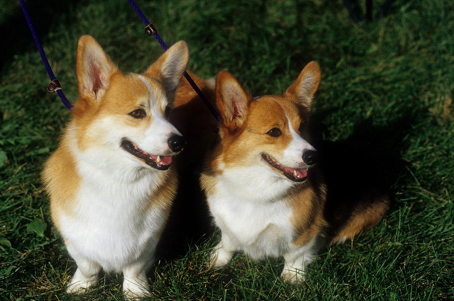 Two corgis store