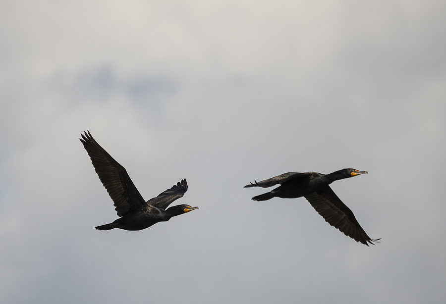 Two Cormorants in Flight Photograph by Loree Johnson