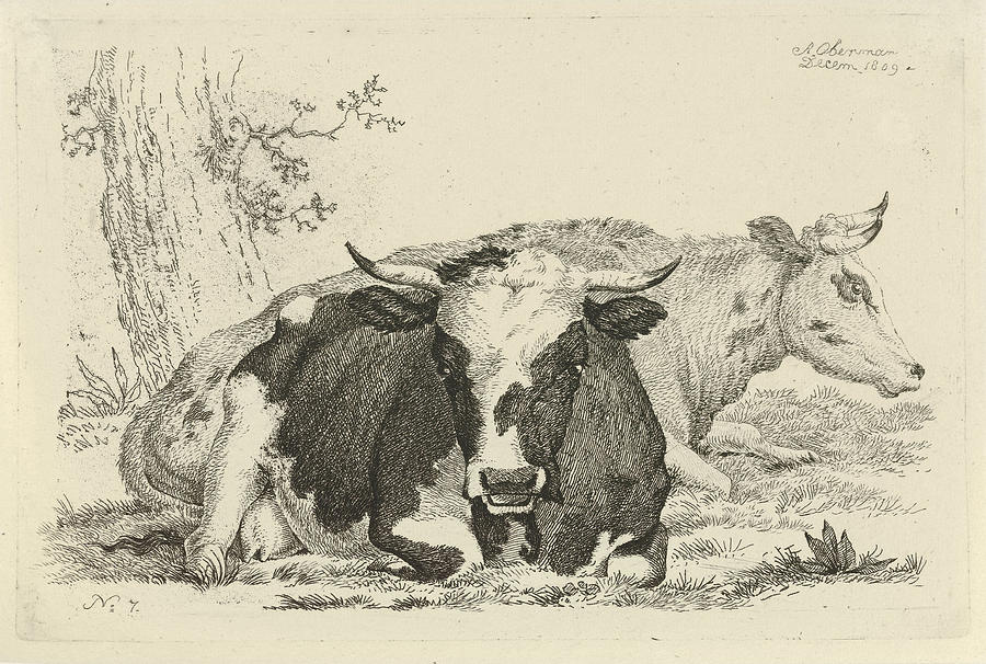 Two Cows Lying In Front Of A Tree, Anthony Oberman Drawing by ...