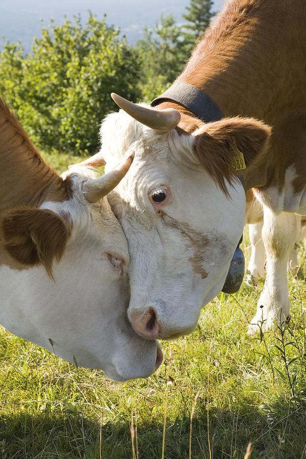 Two cows nuzzling heads Photograph by Ian Middleton