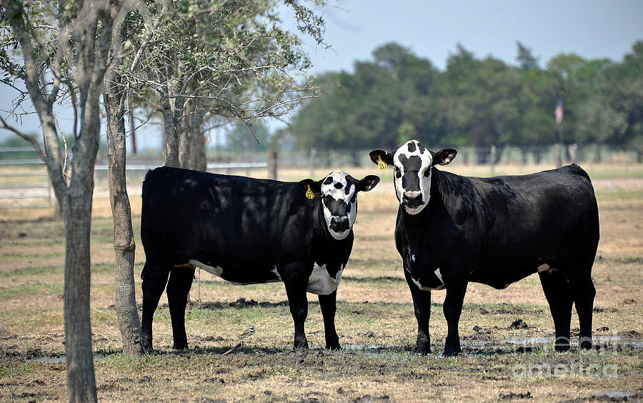 Two Cows Photograph by Savannah Gibbs