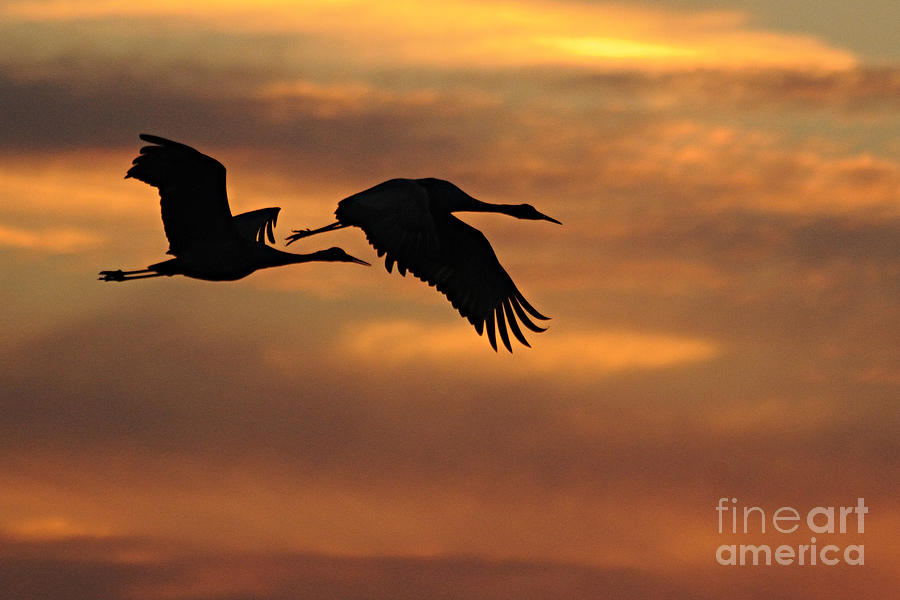 Two Cranes at Sunset Photograph by Larry Ricker