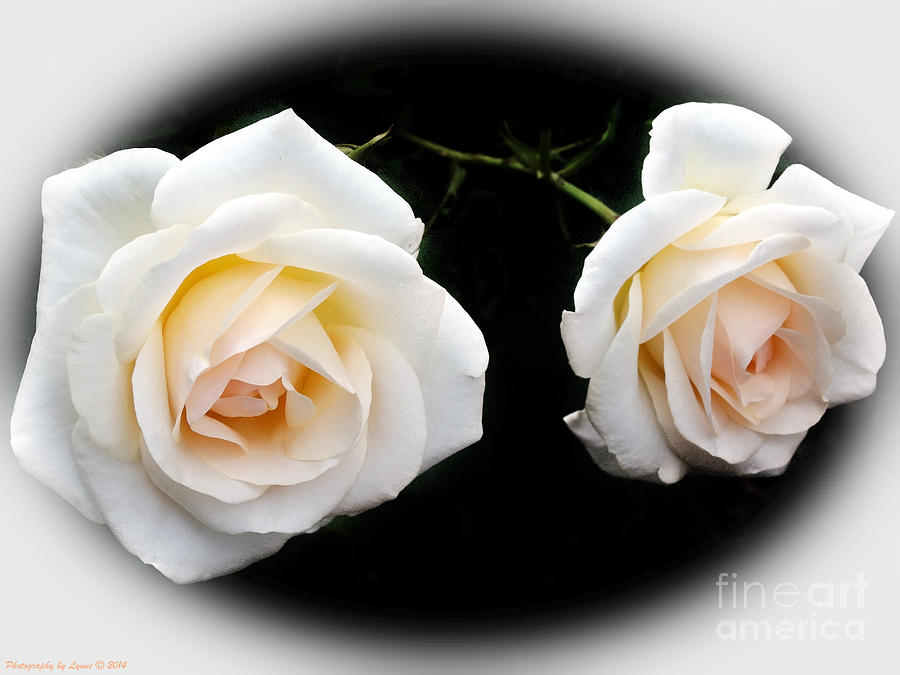 Flower Photograph - Two Cream Roses by Gena Weiser