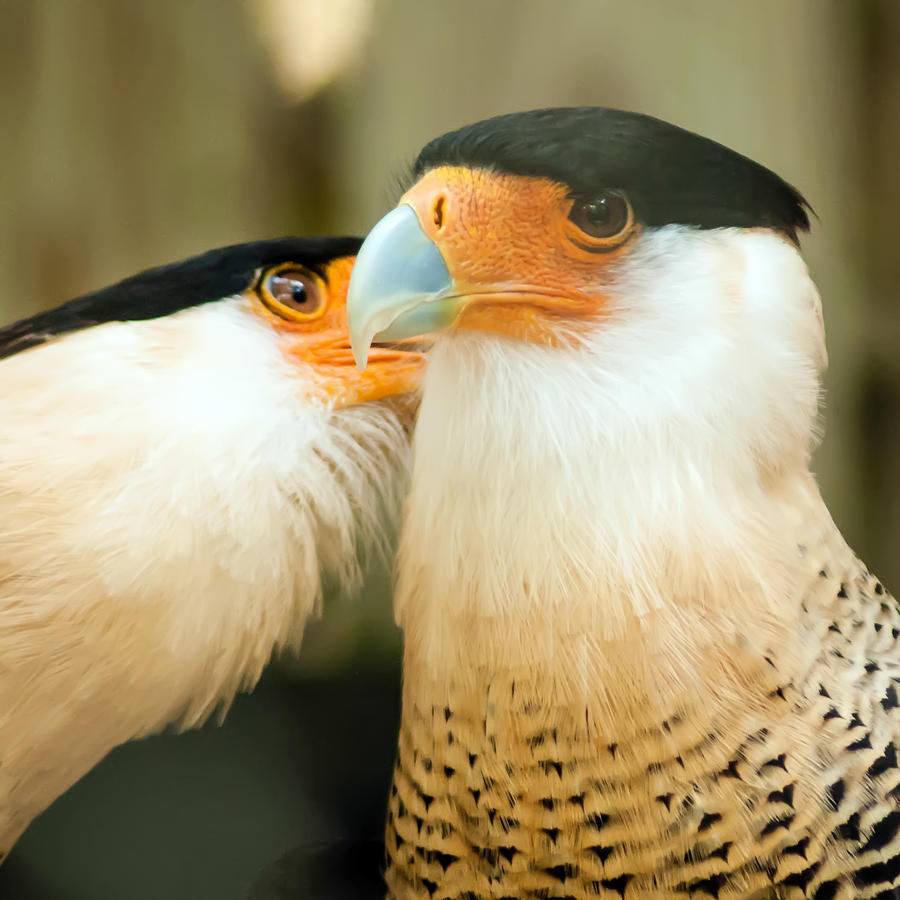 Two Crested Caracara Bird Cleaning Each Other Photograph by Alex Grichenko