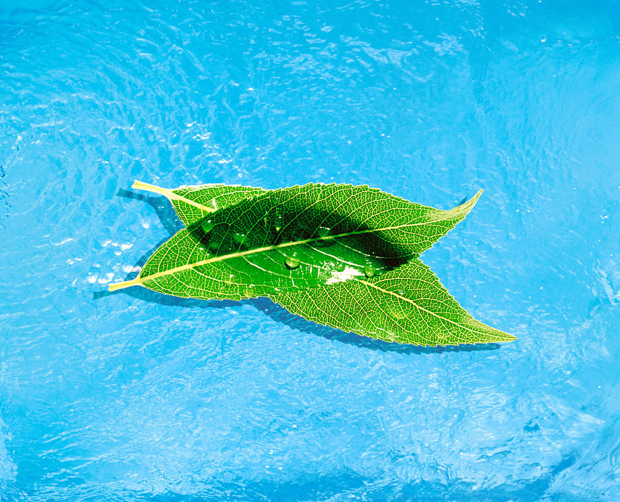 Color Image Photograph - Two Crossed Green Leaves Floating by Panoramic Images