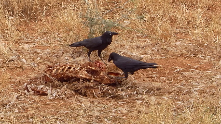 Australia Photograph - Australia - Two Crows and a Carcase by Jeffrey Shaw